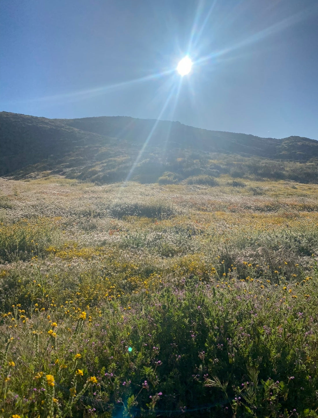 Vitamin D and Fertility: 5 Ways It Supports Reproductive Health